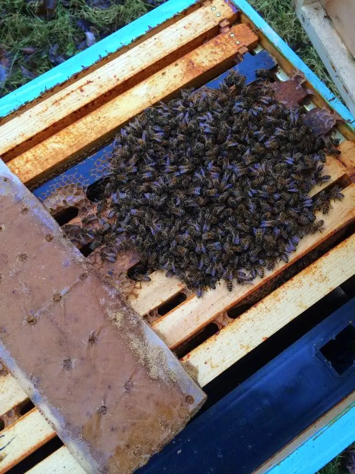 Honey Bees Pollinating Flowers