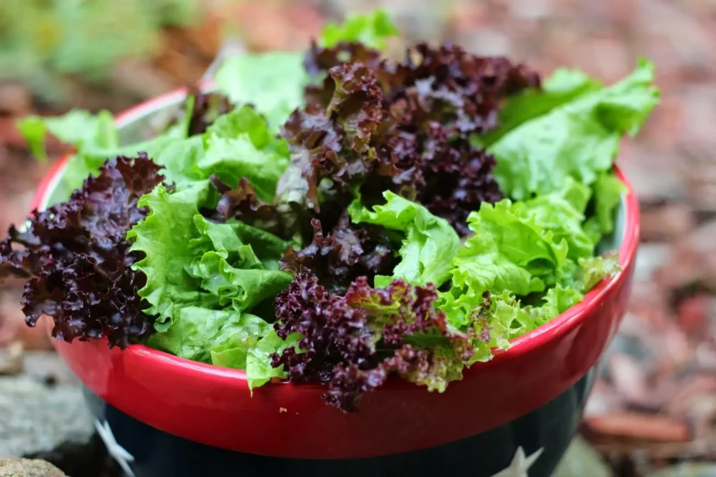 Fresh Lettuce Growing in Garden