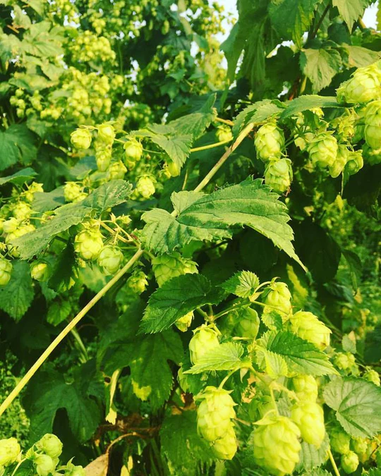 Close-Up of Hop Cones for Brewing