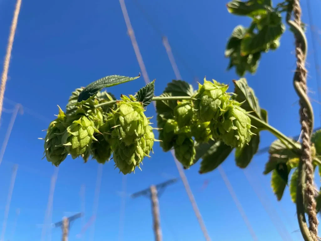 Hops Plant Close-Up for Brewing