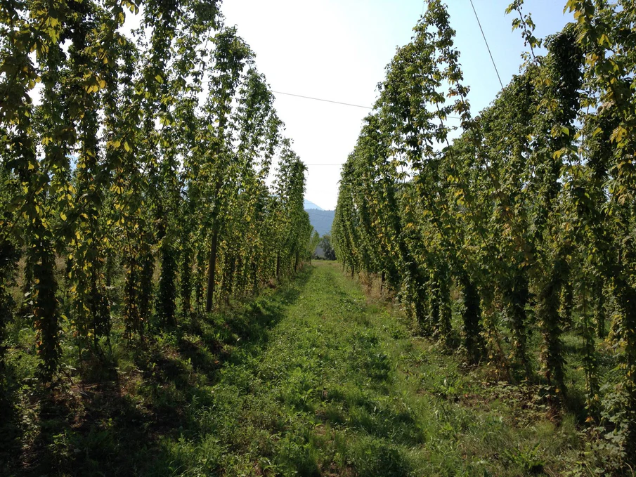 CHF Farm Scenic Landscape View